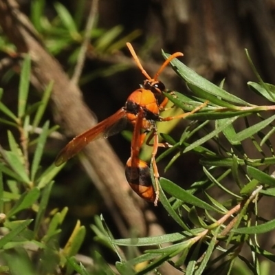 Delta bicinctum (Potter wasp) at Paddys River, ACT - 14 Jan 2017 by JohnBundock