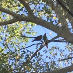 Polytelis swainsonii (Superb Parrot) at Parkes, ACT - 14 Jan 2017 by jks