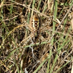 Argiope trifasciata at Belconnen, ACT - 11 Jan 2017