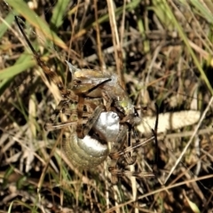 Argiope trifasciata at Belconnen, ACT - 11 Jan 2017