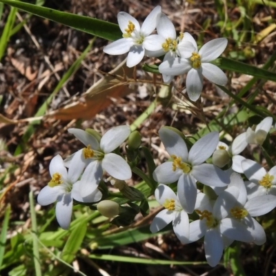 Montia australasica (White Purslane) at Tidbinbilla Nature Reserve - 13 Jan 2017 by JohnBundock