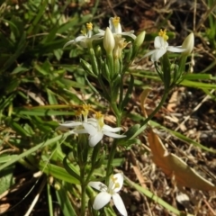 Montia australasica at Paddys River, ACT - 14 Jan 2017 10:26 AM