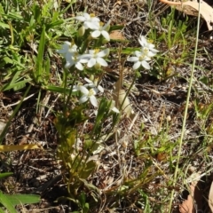 Montia australasica at Paddys River, ACT - 14 Jan 2017 10:26 AM