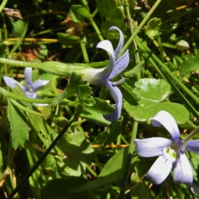 Isotoma fluviatilis subsp. australis (Swamp Isotome) at Paddys River, ACT - 13 Jan 2017 by JohnBundock