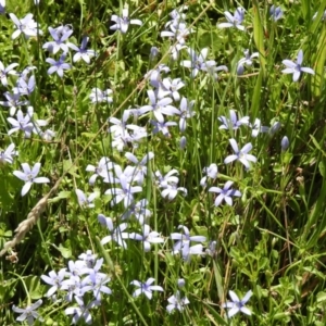 Isotoma fluviatilis subsp. australis at Paddys River, ACT - 14 Jan 2017