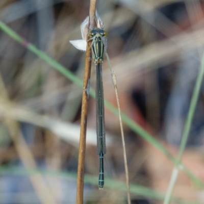 Xanthagrion erythroneurum (Red & Blue Damsel) at Gungahlin, ACT - 13 Jan 2017 by CedricBear