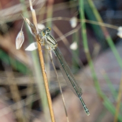 Xanthagrion erythroneurum at Gungahlin, ACT - 14 Jan 2017 10:20 AM