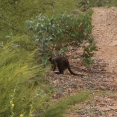 Wallabia bicolor (Swamp Wallaby) at Coree, ACT - 13 Jan 2017 by ibaird