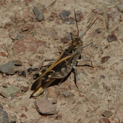 Oedaleus australis (Australian Oedaleus) at Gungahlin, ACT - 14 Jan 2017 by CedricBear