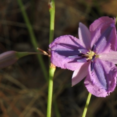 Arthropodium fimbriatum (Nodding Chocolate Lily) at Paddys River, ACT - 13 Jan 2017 by JohnBundock