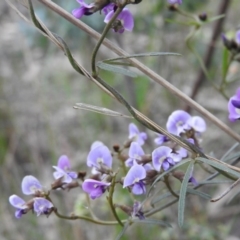 Glycine clandestina (Twining Glycine) at Fadden, ACT - 28 Oct 2016 by RyuCallaway