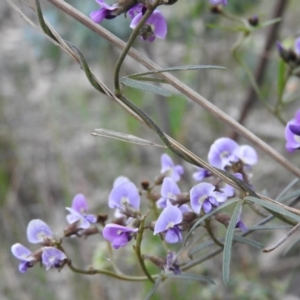 Glycine clandestina at Fadden, ACT - 29 Oct 2016 08:12 AM