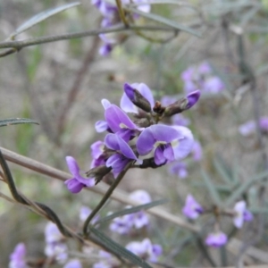 Glycine clandestina at Fadden, ACT - 29 Oct 2016 08:12 AM