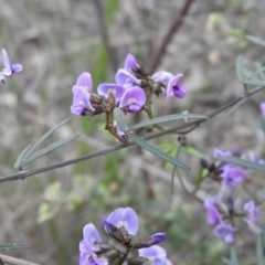 Glycine clandestina at Fadden, ACT - 29 Oct 2016 08:12 AM