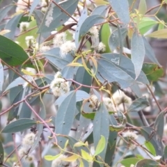 Eucalyptus melliodora (Yellow Box) at Fadden, ACT - 29 Oct 2016 by ArcherCallaway