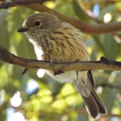 Pachycephala rufiventris (Rufous Whistler) at Paddys River, ACT - 13 Jan 2017 by JohnBundock