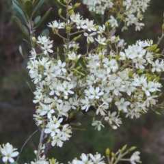 Bursaria spinosa (Native Blackthorn, Sweet Bursaria) at Pine Island to Point Hut - 10 Jan 2017 by michaelb