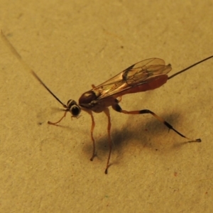 Ichneumonidae (family) at Conder, ACT - 11 Jan 2017