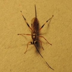 Ichneumonidae (family) at Conder, ACT - 11 Jan 2017