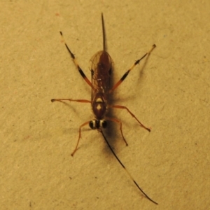 Ichneumonidae (family) at Conder, ACT - 11 Jan 2017 04:45 PM