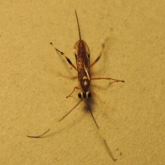 Ichneumonidae (family) at Conder, ACT - 11 Jan 2017