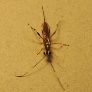 Ichneumonidae (family) at Conder, ACT - 11 Jan 2017 04:45 PM