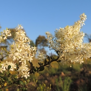 Bursaria spinosa at Greenway, ACT - 12 Jan 2017