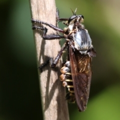 Blepharotes splendidissimus at Paddys River, ACT - 2 Feb 2015 02:58 PM