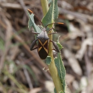 Mictis profana at Stromlo, ACT - 13 Jan 2017