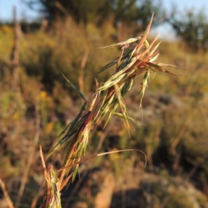 Cymbopogon refractus at Greenway, ACT - 12 Jan 2017