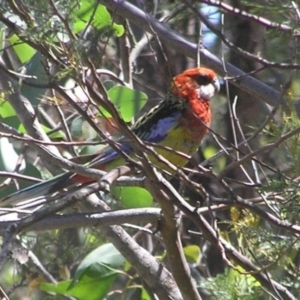 Platycercus eximius at Kambah, ACT - 15 Jan 2017