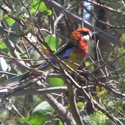 Platycercus eximius (Eastern Rosella) at Kambah, ACT - 15 Jan 2017 by MatthewFrawley