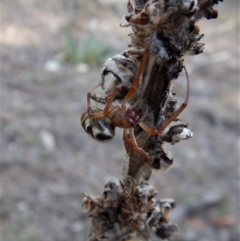 Phonognatha graeffei at Canberra Central, ACT - 27 Mar 2016 03:03 PM
