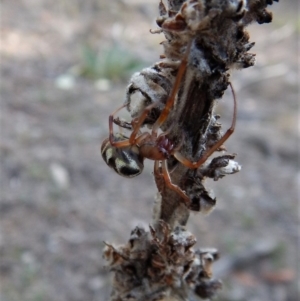 Phonognatha graeffei at Canberra Central, ACT - 27 Mar 2016