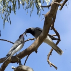 Coracina novaehollandiae (Black-faced Cuckooshrike) at Scullin, ACT - 12 Jan 2017 by AlisonMilton