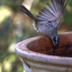 Melithreptus brevirostris (Brown-headed Honeyeater) at Higgins, ACT - 12 Jan 2017 by Alison Milton