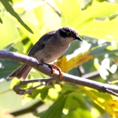 Melithreptus brevirostris at Higgins, ACT - 13 Jan 2017 07:23 AM