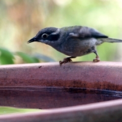 Melithreptus brevirostris at Higgins, ACT - 13 Jan 2017 07:23 AM