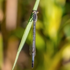 Ischnura heterosticta (Common Bluetail Damselfly) at Paddys River, ACT - 14 Jan 2017 by Dkolsky