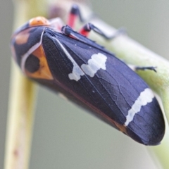 Eurymeloides pulchra (Gumtree hopper) at Higgins, ACT - 15 Jan 2017 by AlisonMilton