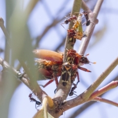 Eurymeloides pulchra at Higgins, ACT - 15 Jan 2017