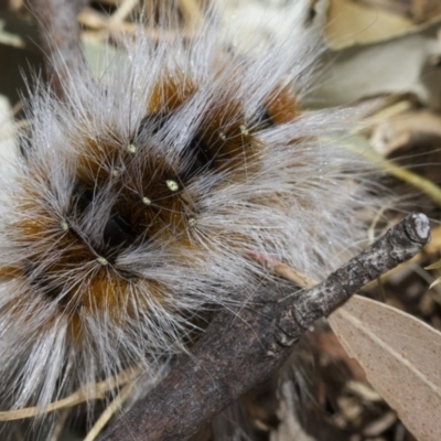 Anthela varia (Hairy Mary) at Higgins, ACT - 15 Jan 2017 by AlisonMilton