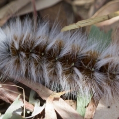 Anthela varia at Higgins, ACT - 15 Jan 2017