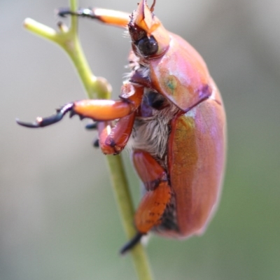 Anoplognathus montanus (Montane Christmas beetle) at Higgins, ACT - 14 Jan 2017 by AlisonMilton