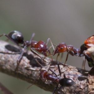 Iridomyrmex purpureus at Higgins, ACT - 15 Jan 2017