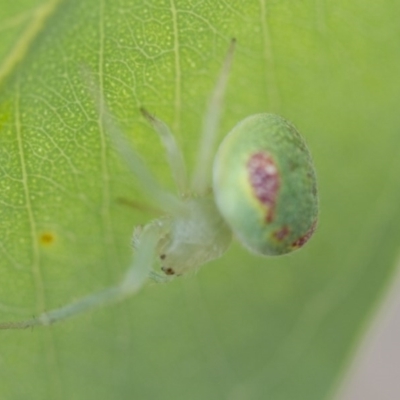 Lehtinelagia prasina (Leek-green flower spider) at Higgins, ACT - 9 Jan 2017 by AlisonMilton