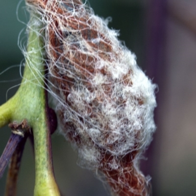 Araneae (order) (Unidentified spider) at Higgins, ACT - 9 Jan 2017 by AlisonMilton