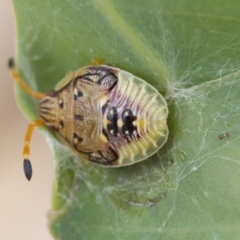 Nezara viridula (Green vegetable bug) at Higgins, ACT - 8 Jan 2017 by Alison Milton