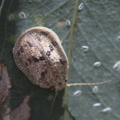 Paropsis charybdis (Eucalyptus leaf beetle) at Higgins, ACT - 15 Jan 2017 by AlisonMilton