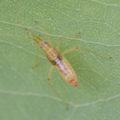 Miridae (family) (Unidentified plant bug) at Higgins, ACT - 9 Jan 2017 by AlisonMilton